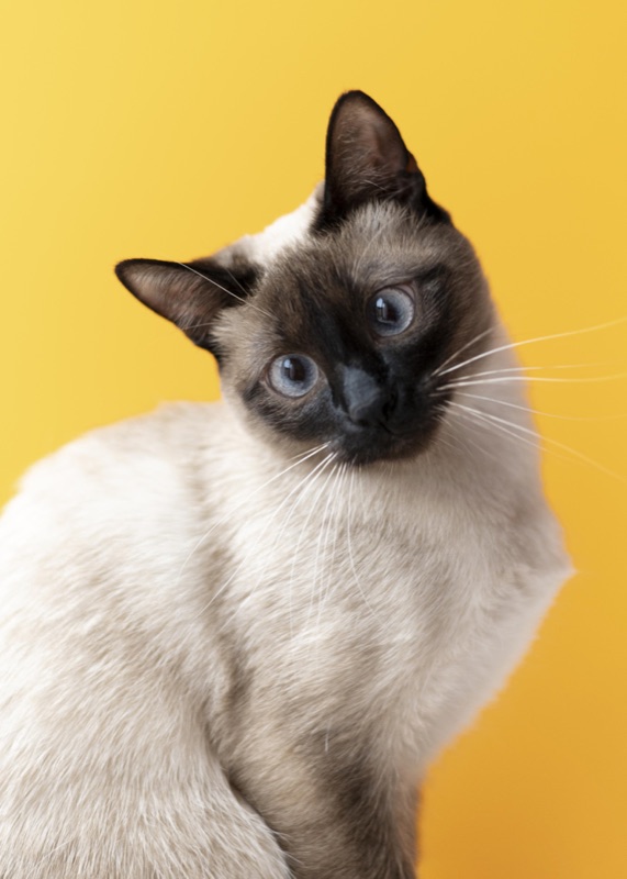 Кошка